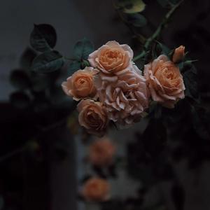 受孕屋第一季第一集免费
